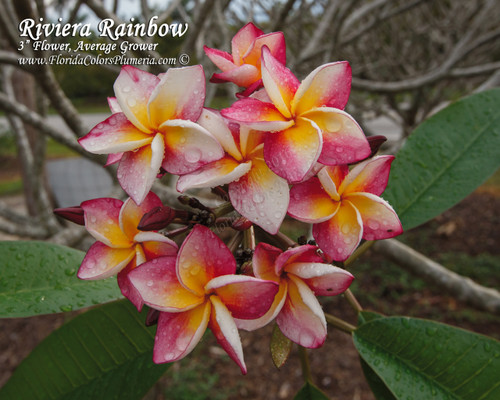 Riviera Rainbow Plumeria Riviera Rainbow Plumeria