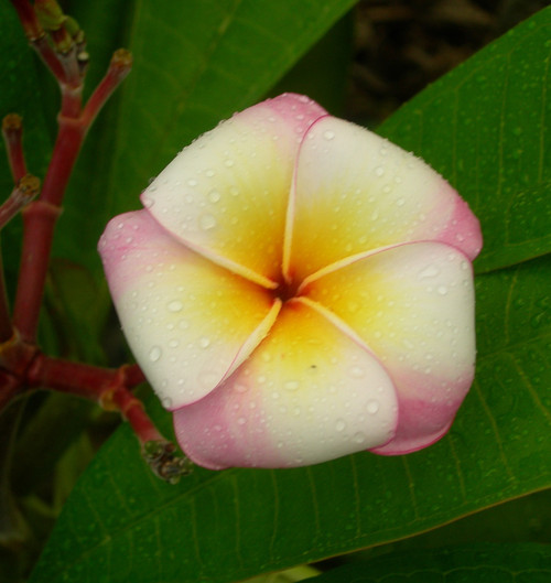 Saigon Moon Plumeria Saigon Moon Plumeria
