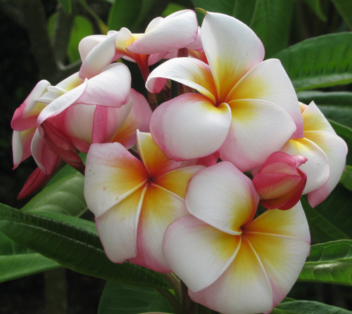 Saigon Moon Plumeria Saigon Moon Plumeria