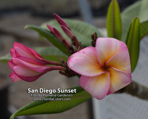 San Diego Sunset Plumeria San Diego Sunset Plumeria