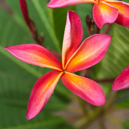San Miguel Plumeria San Miguel Plumeria