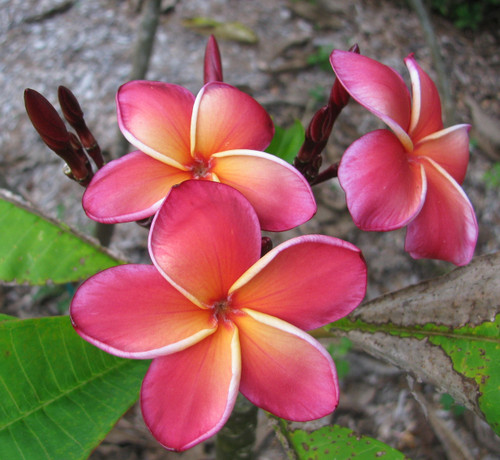 Jeena aka Gina Plumeria Jeena aka Gina Plumeria