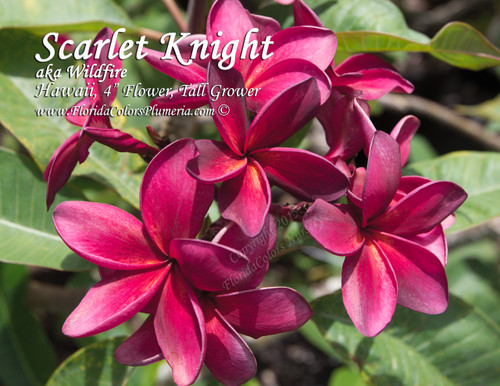 Scarlet Knight aka Wildfire Plumeria Scarlet Knight aka Wildfire Plumeria