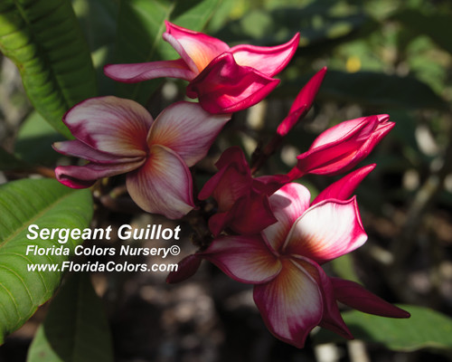 Sergeant Guillot Plumeria Sergeant Guillot Plumeria