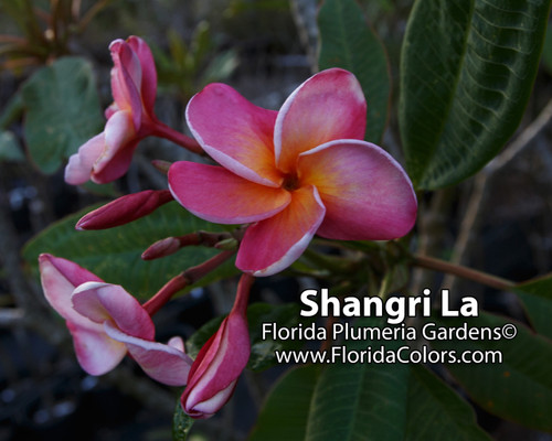Shangri La Plumeria Shangri La Plumeria