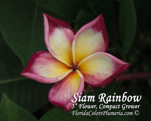 Siam Rainbow Plumeria Siam Rainbow Plumeria