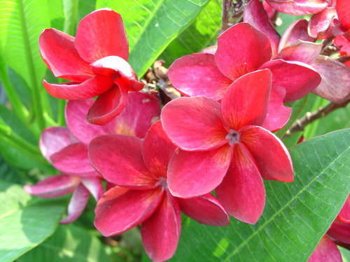 Siam Red Plumeria Siam Red Plumeria