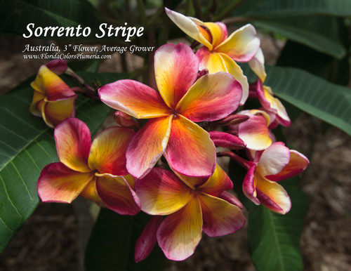 Sorrento Stripe Plumeria Sorrento Stripe Plumeria