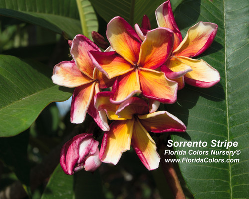 Sorrento Stripe Plumeria Sorrento Stripe Plumeria