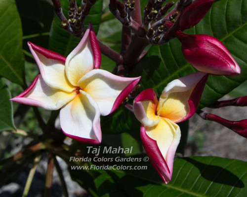 Taj Mahal Plumeria Taj Mahal Plumeria