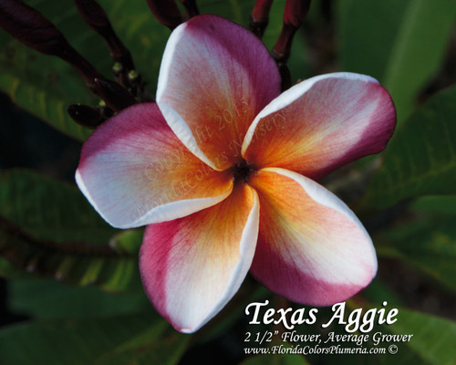 Texas Aggie Plumeria Texas Aggie Plumeria