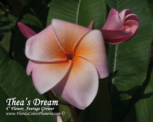 Thea's Dream Plumeria Thea's Dream Plumeria