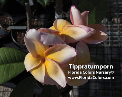 Tippratumporn Plumeria aka Salmon Brown Tippratumporn Plumeria aka Salmon Brown
