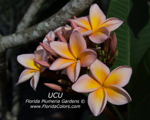 UCU Plumeria UCU Plumeria