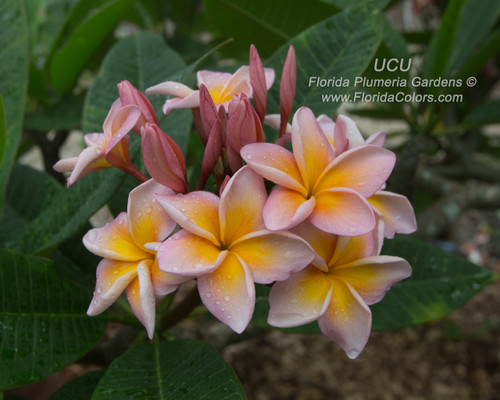UCU Plumeria UCU Plumeria