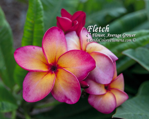 Fletch Fletch