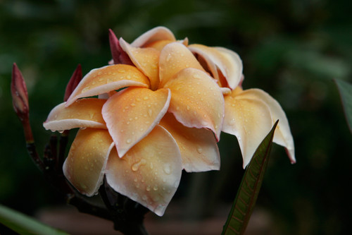 Heirloom Plumeria Heirloom Plumeria