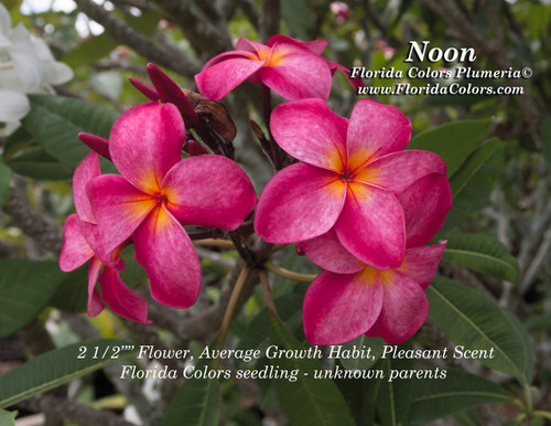 Noon Plumeria Noon Plumeria