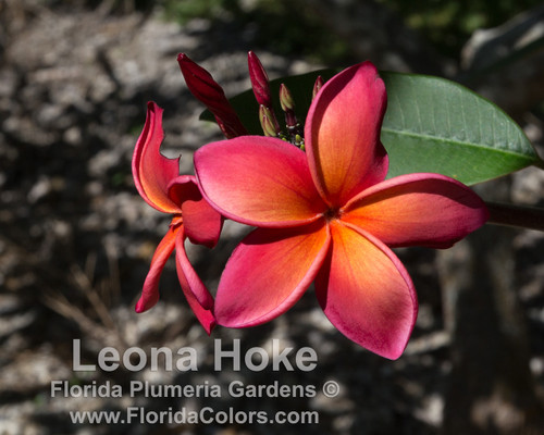 Leona Hoke Plumeria Leona Hoke Plumeria