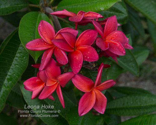 Leona Hoke Plumeria Leona Hoke Plumeria