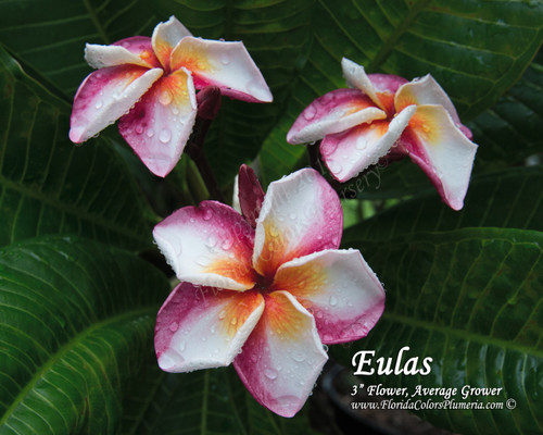 Eulas Plumeria Eulas Plumeria