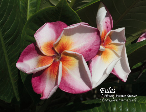 Eulas Plumeria Eulas Plumeria