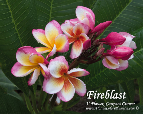 Fireblast Plumeria Fireblast Plumeria