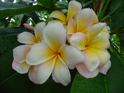 Mareno's Rainbow Plumeria Mareno's Rainbow Plumeria
