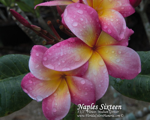 Naples Sixteen Plumeria Naples Sixteen Plumeria