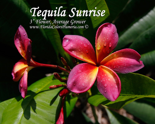 Tequila Sunrise Plumeria Tequila Sunrise Plumeria