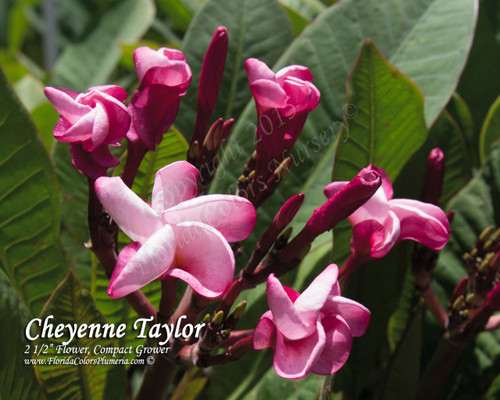 Cheyenne Taylor Plumeria Cheyenne Taylor Plumeria