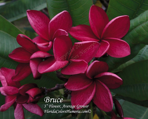 Bruce Plumeria Bruce Plumeria