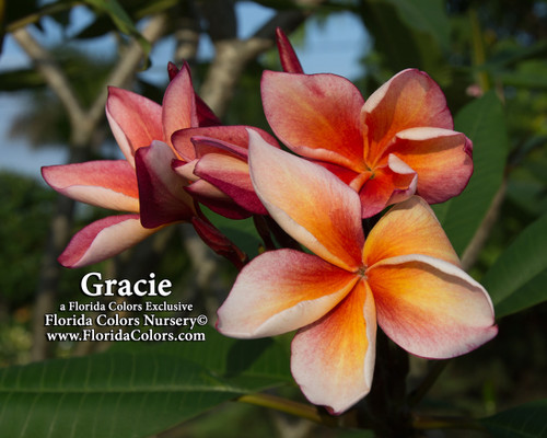 Gracie Plumeria Gracie Plumeria