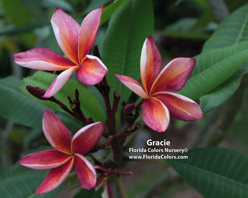 Gracie Plumeria Gracie Plumeria