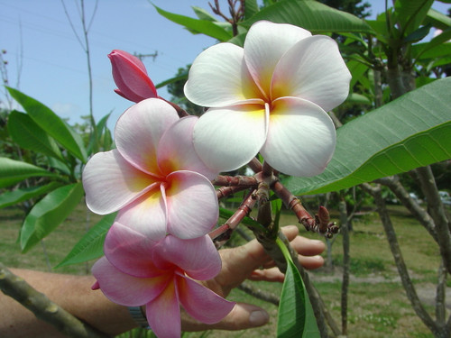 Mele Matson Plumeria Mele Matson Plumeria