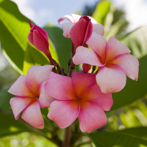 Mele Matson Plumeria Mele Matson Plumeria