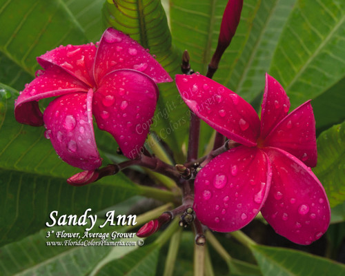 Sandy Ann Plumeria Sandy Ann Plumeria