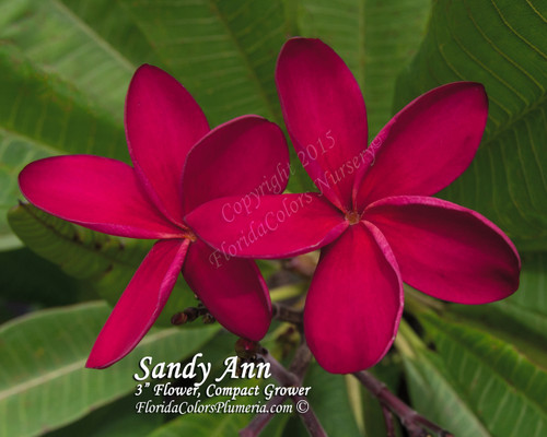 Sandy Ann Plumeria Sandy Ann Plumeria