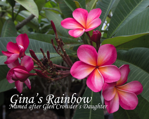 Gina's Rainbow Plumeria Gina's Rainbow Plumeria