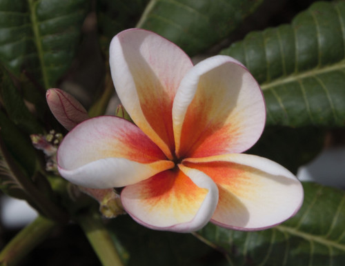 Dwarf Nok aka Duang Suree Plumeria Dwarf Nok aka Duang Suree Plumeria
