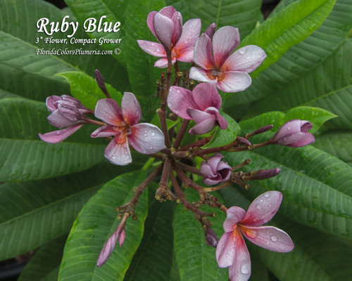 Ruby Blue Plumeria Ruby Blue Plumeria