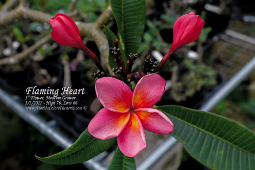 Flaming Heart Plumeria Flaming Heart Plumeria