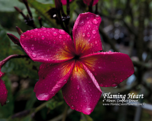 Flaming Heart Plumeria Flaming Heart Plumeria