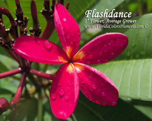 Flashdance Plumeria Flashdance Plumeria