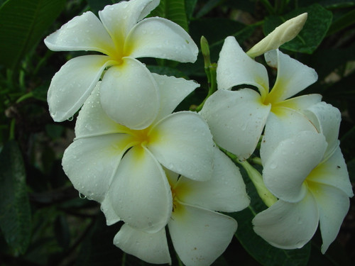 Singapore aka P. obtusa Singapore White Plumeria Singapore aka P. obtusa Singapore White Plumeria