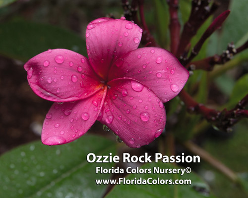 Ozzie Rock Passion Plumeria Ozzie Rock Passion Plumeria