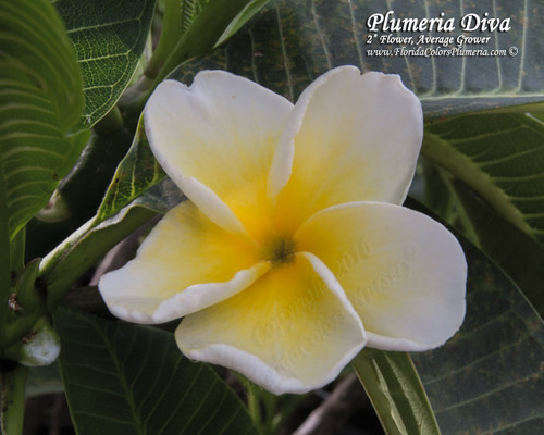 Plumeria Diva by Florida Colors Nursery Plumeria Diva by Florida Colors Nursery