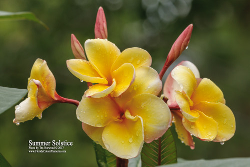 Summer Solstice Plumeria Summer Solstice Plumeria