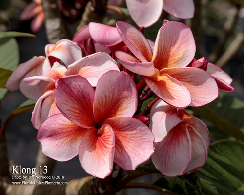 Klong 13 Plumeria Klong 13 Plumeria