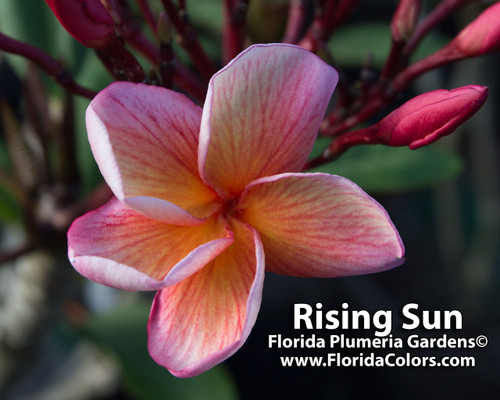 Rising Sun Plumeria Rising Sun Plumeria